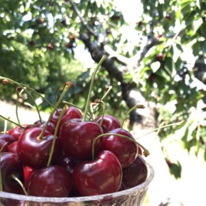 Beneficios y propiedades de las Cerezas