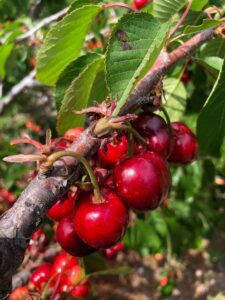 Guía paso a paso para conservar sus cerezas