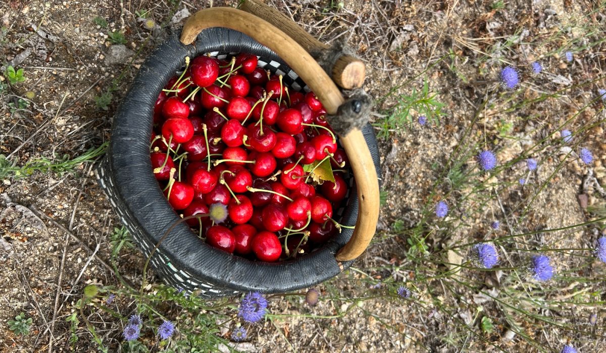 Cerezas Valle del Jerte Tradición