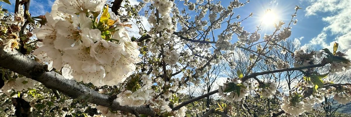 Valle del Jerte: Cerezos en Flor