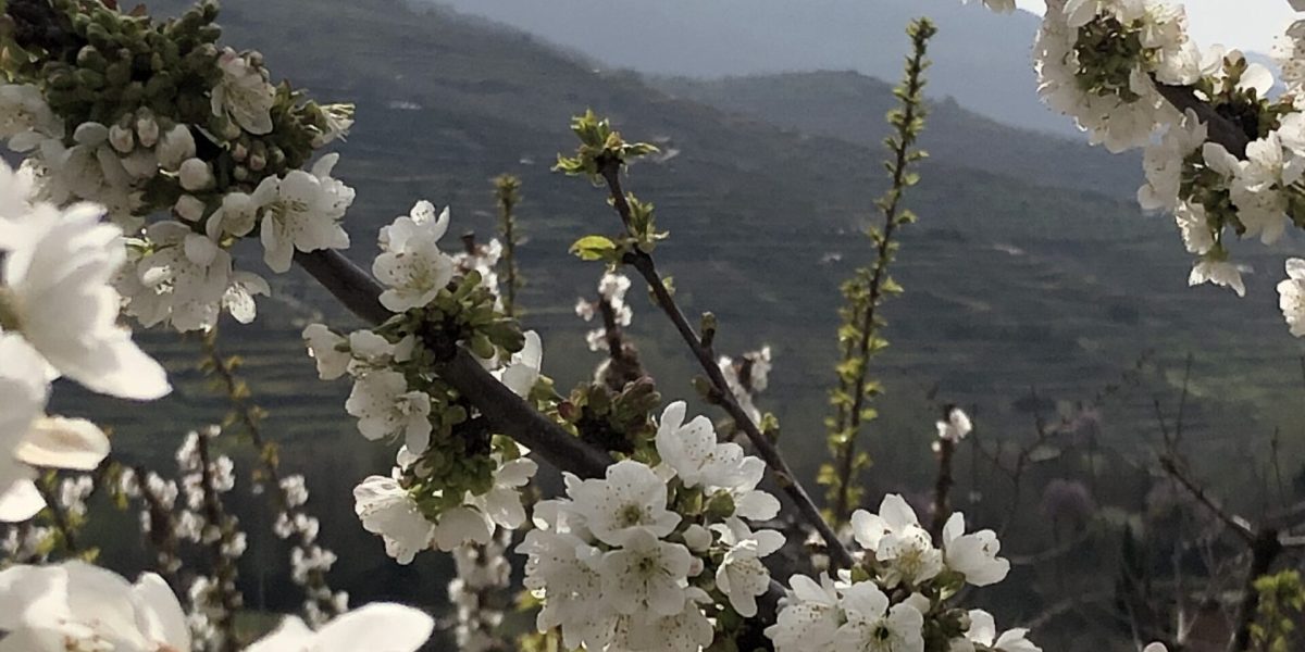 Cerezos en flor en el Valle del Jerte durante primavera