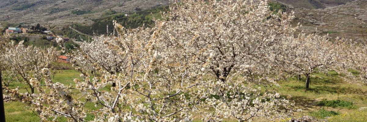 Valle del Jerte: Cerezos en Flor