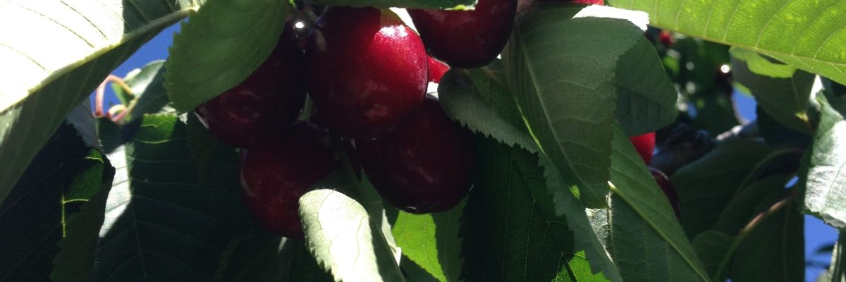 Cerezas del Jerte
